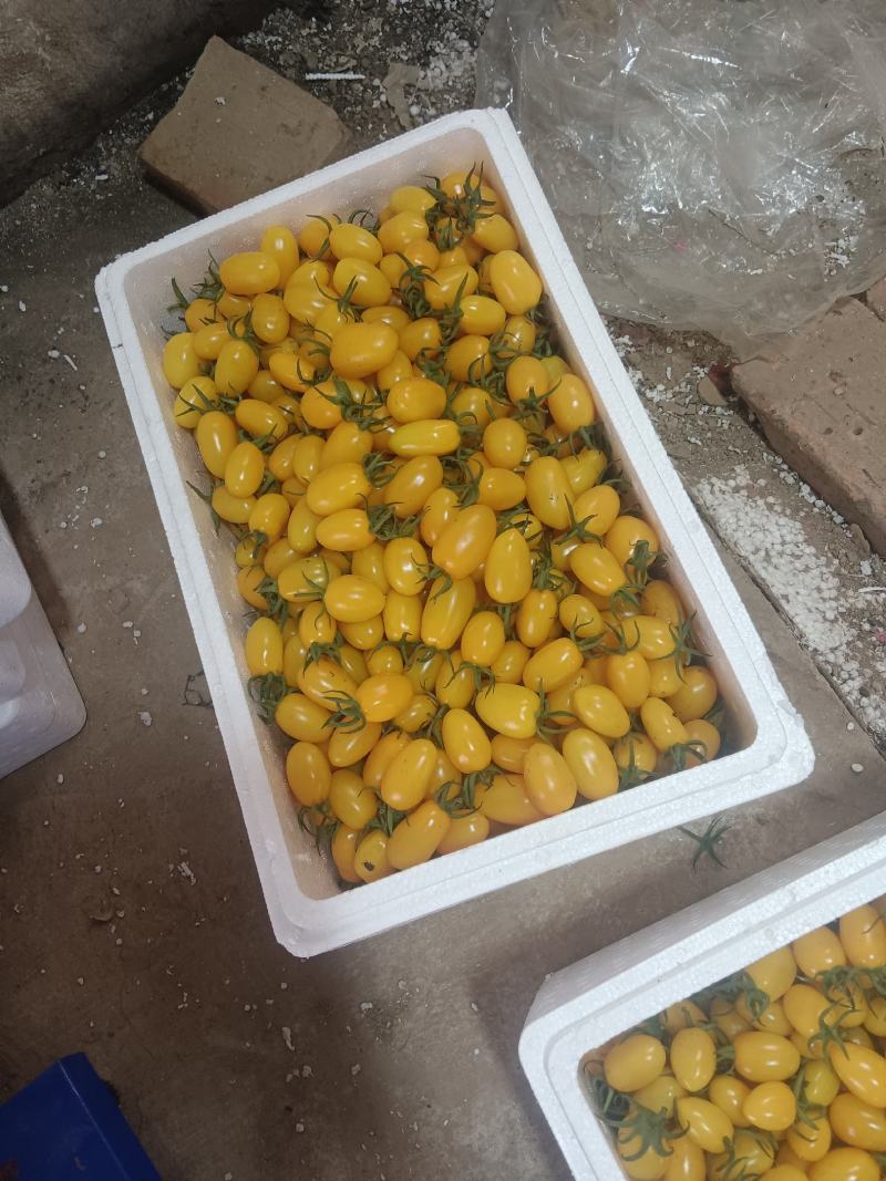 圣女果基地发货，口感好品质高，批发包装。