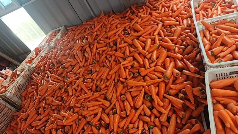 大量供应2两以上，水洗胡罗卜