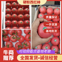 河北精品硬粉西红柿大量批发果型好耐储存质量保证