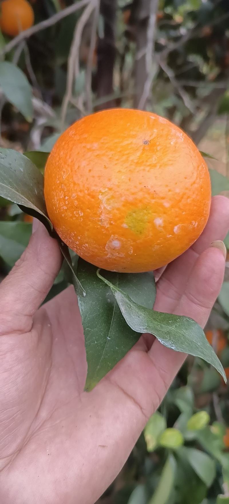 沃甘大量上市