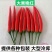 河南小米椒艳红辣椒各种包装都有常年供应市场货电商货