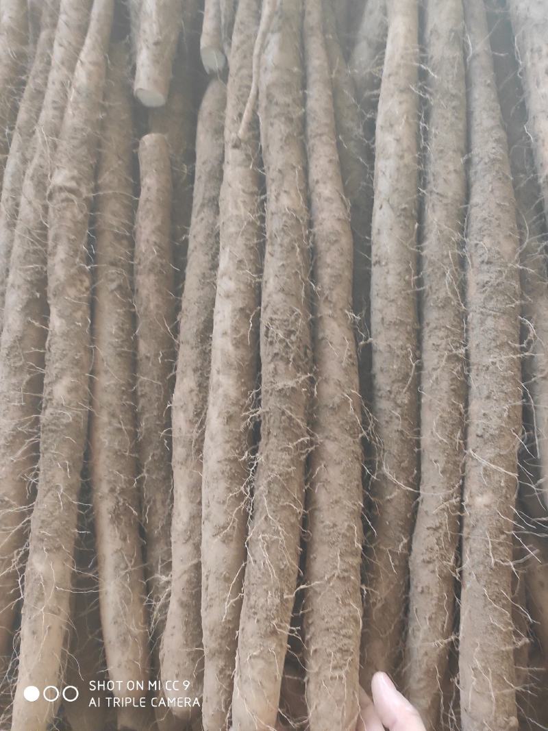 白玉山药邢台白玉山药