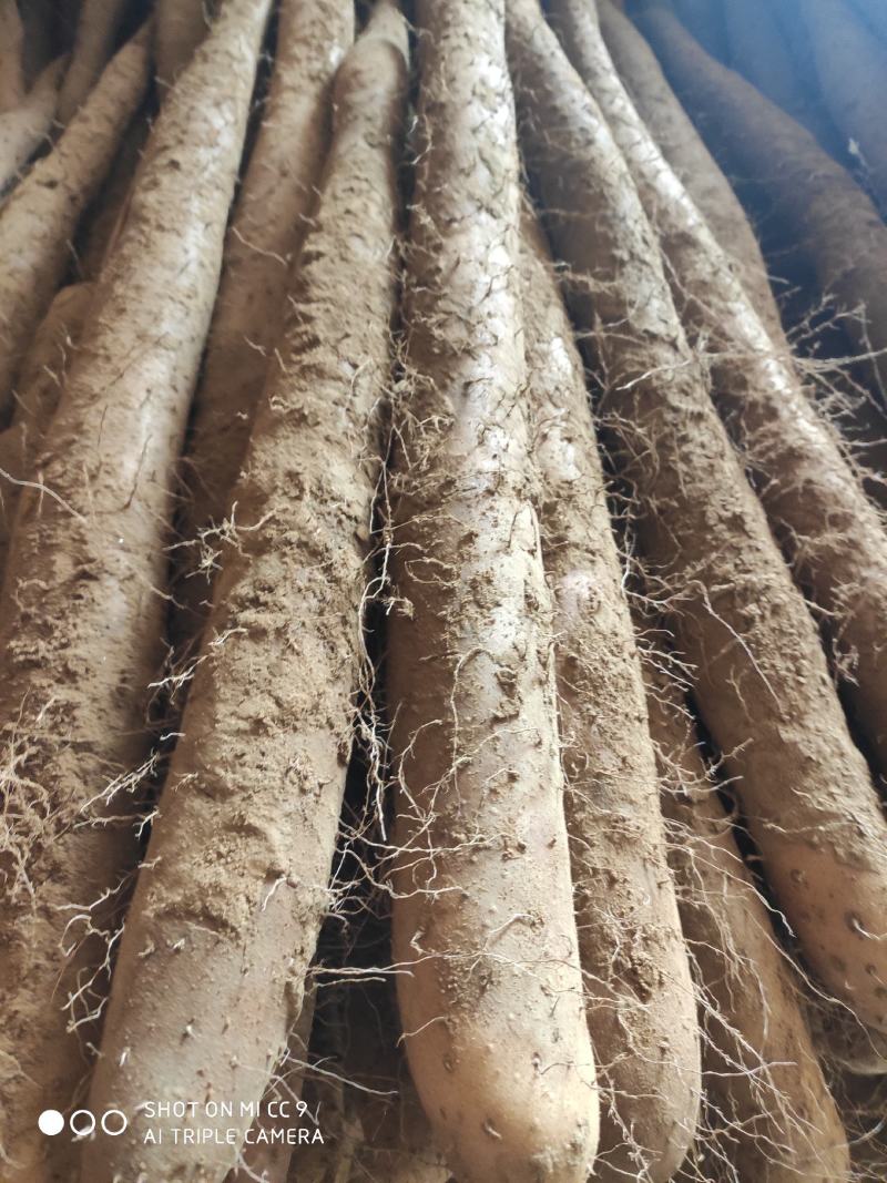 白玉山药邢台白玉山药