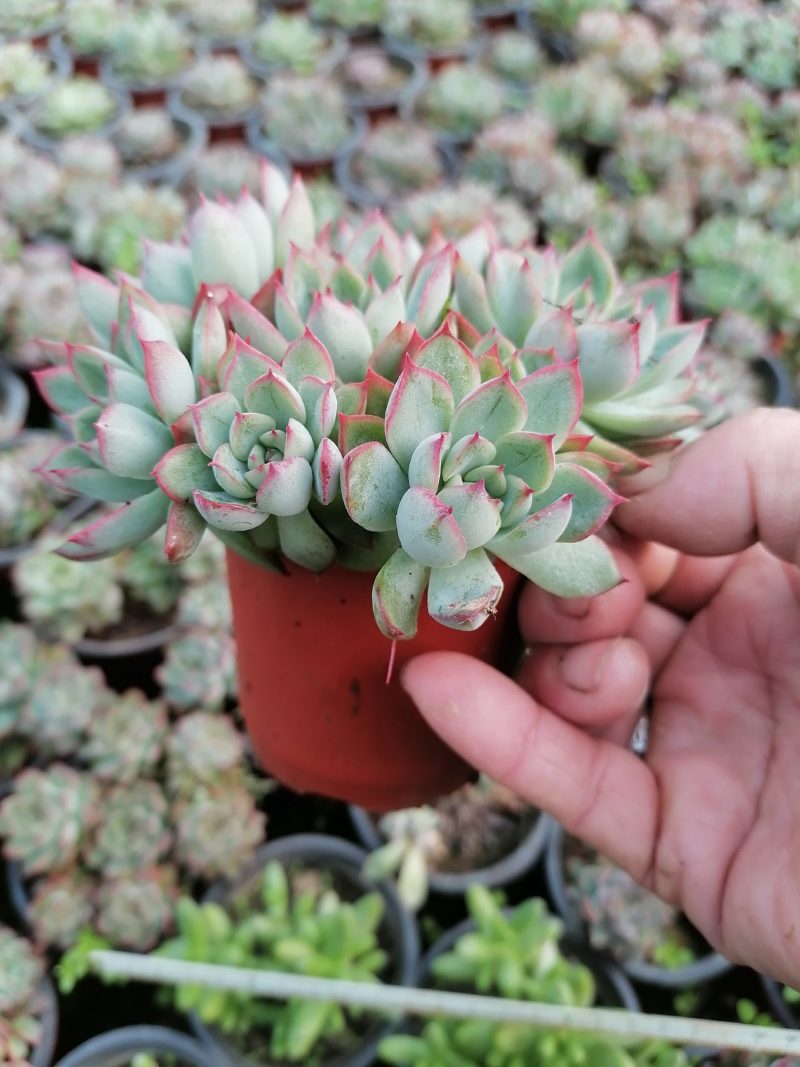 多肉植物女雏