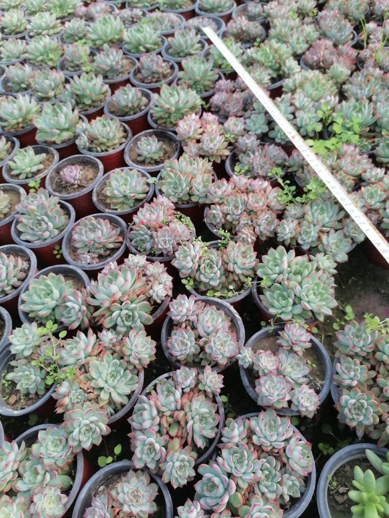 多肉植物女雏