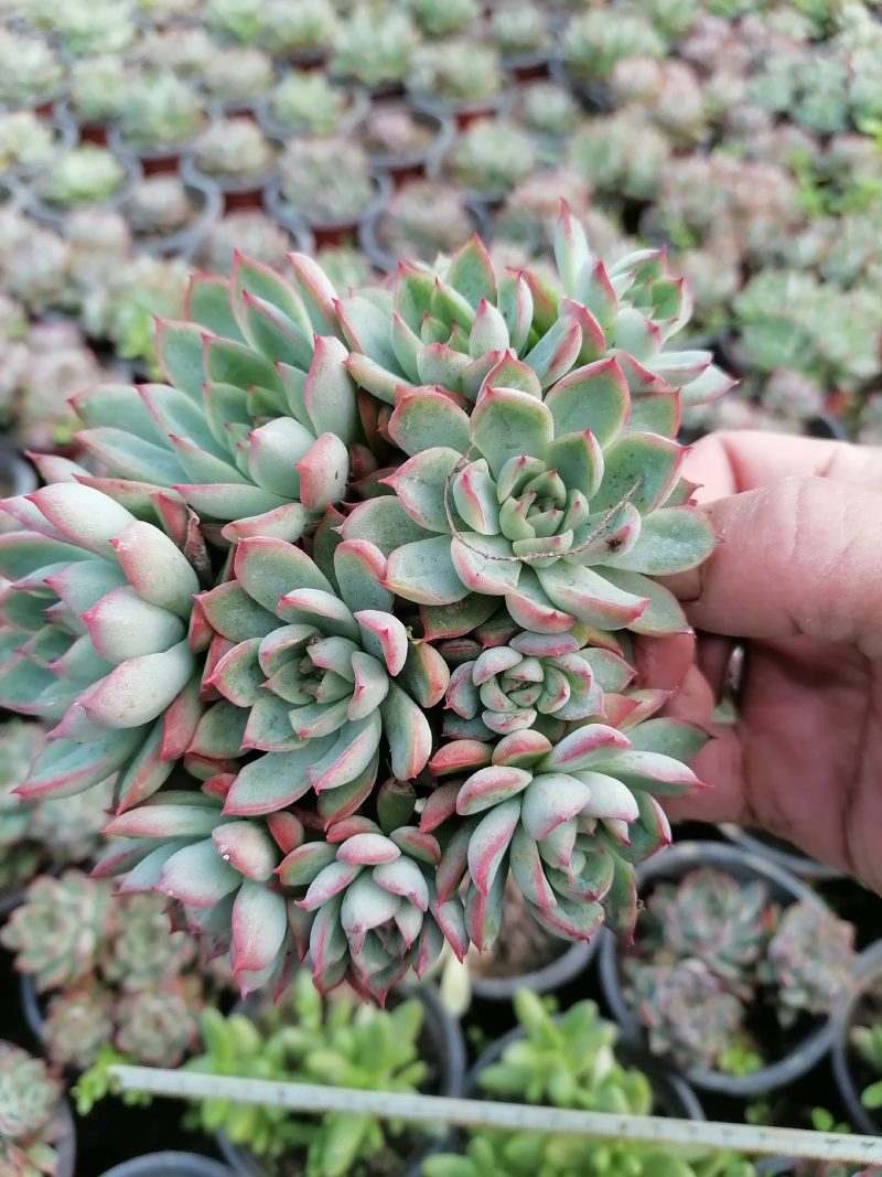 多肉植物女雏