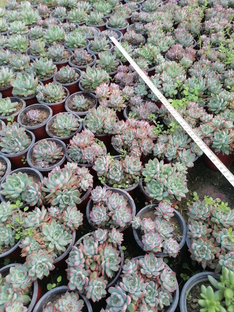 多肉植物女雏