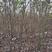 朴树系列：丛生朴树黑土两年苗高二三米左右