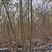 朴树系列：丛生朴树黑土两年苗高二三米左右
