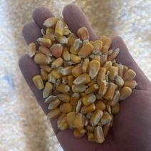 新疆玉米50万吨现货轮换粮2950-3000元/吨