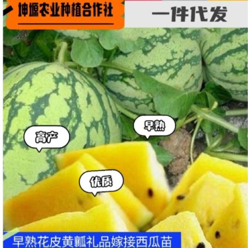 小兰小凤花皮黄瓤嫁接西瓜苗早春早熟精品礼品西瓜苗