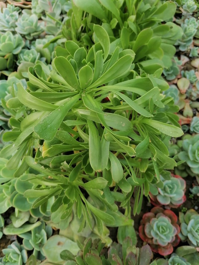 多肉植物法师系列品种