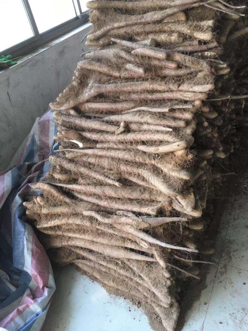 白玉佛手巴掌