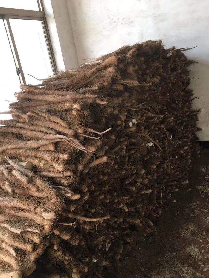 白玉佛手巴掌