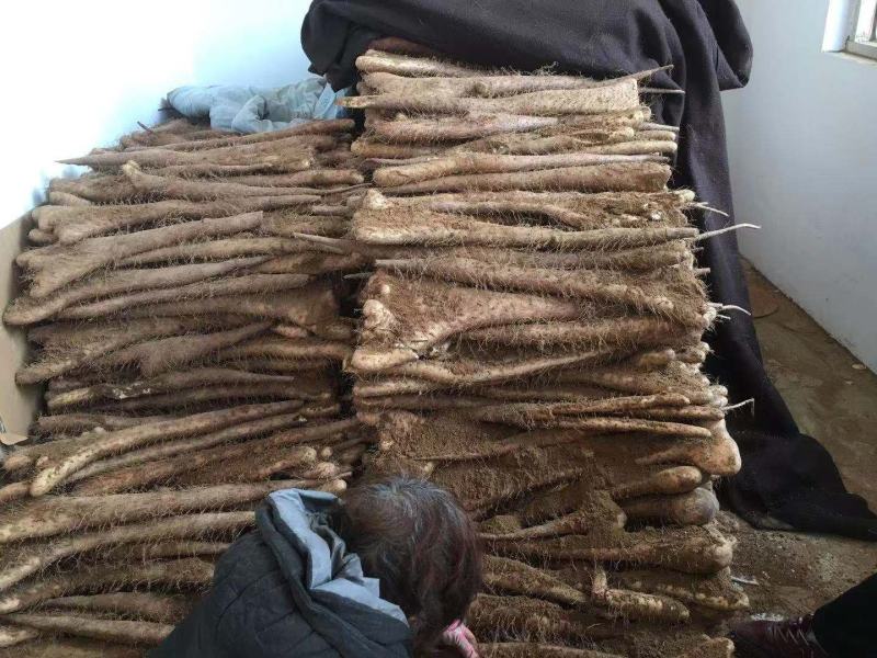 白玉佛手巴掌