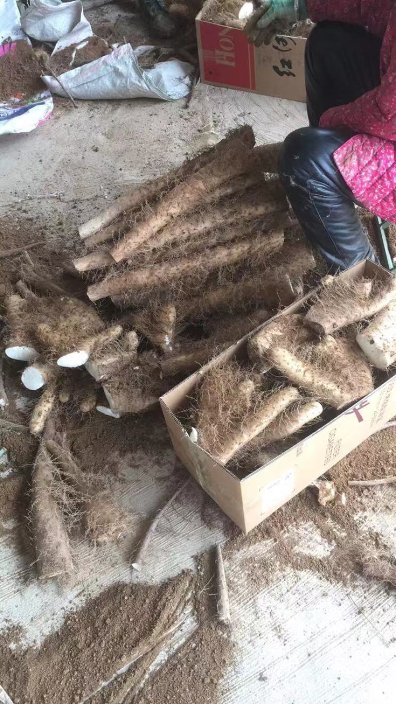 白玉佛手巴掌