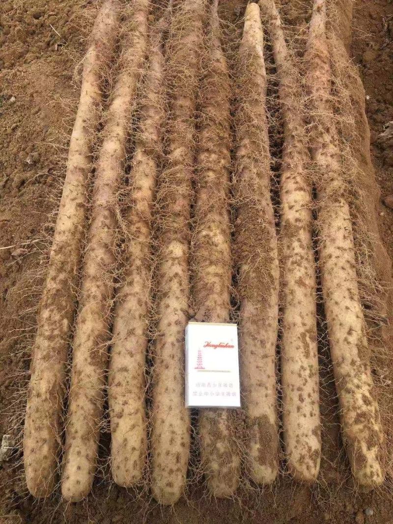 白玉山药通货日本白玉山西白玉新挖出白玉山药