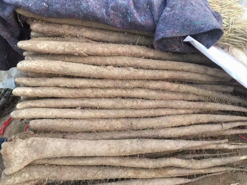 白玉山药通货日本白玉山西白玉新挖出白玉山药