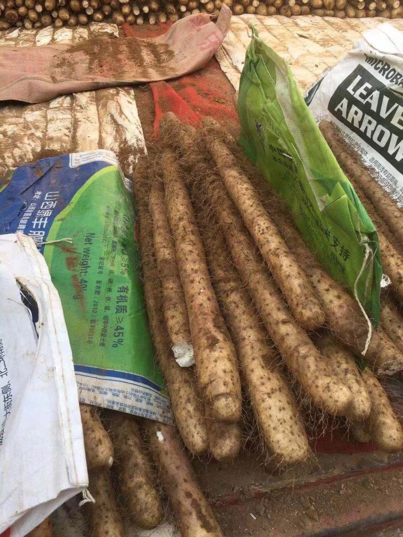 白玉山药通货日本白玉山西白玉新挖出白玉山药