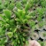 多肉植物吸财树