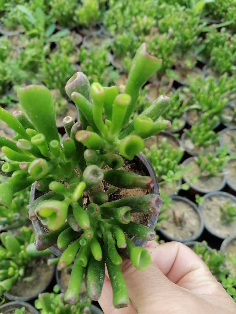 多肉植物吸财树