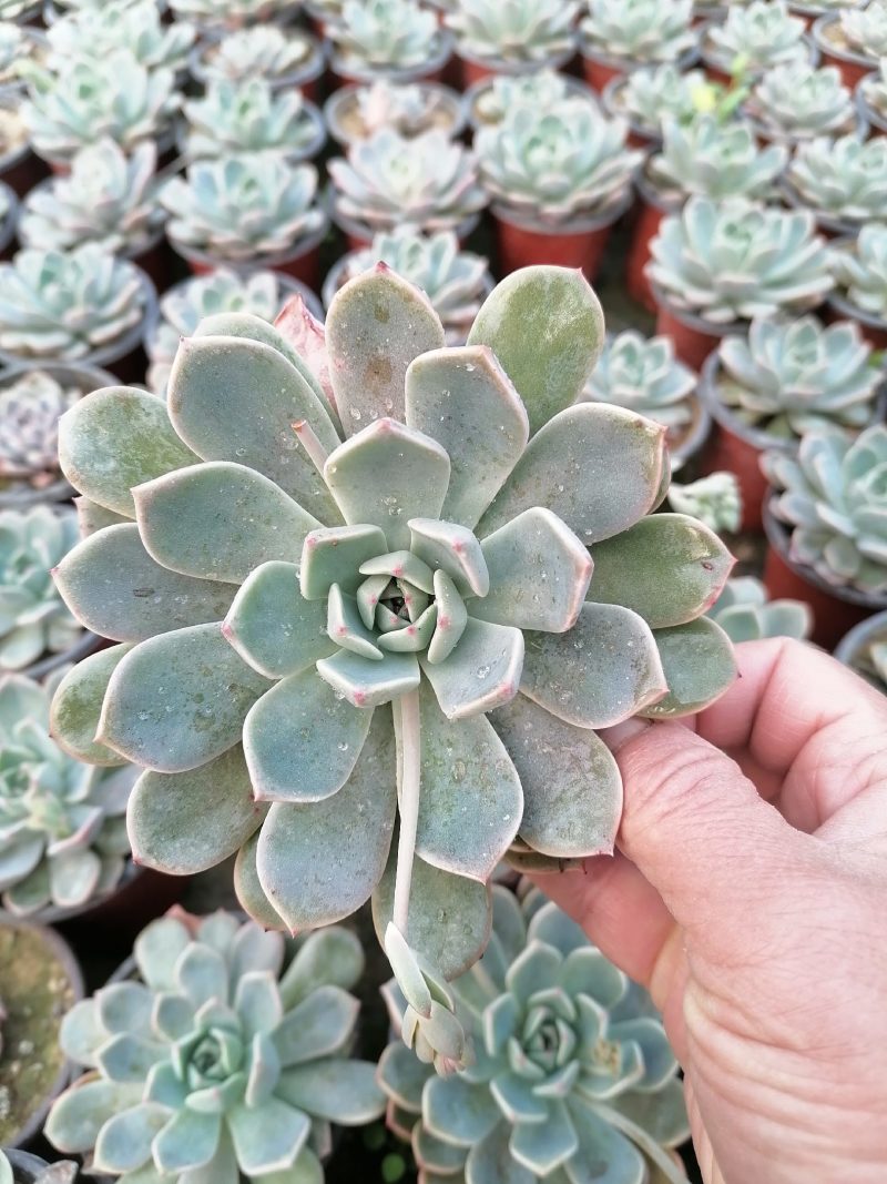 多肉植物吸财树