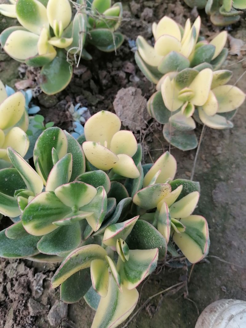 多肉植物吸财树