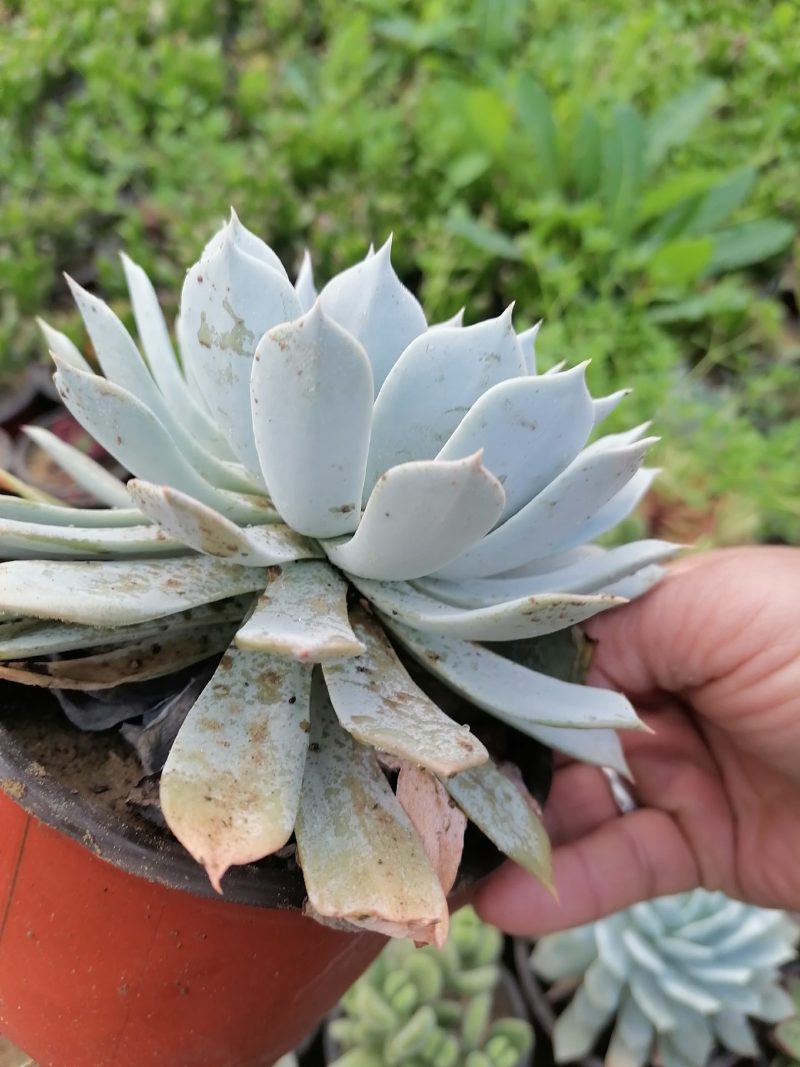 多肉植物吸财树