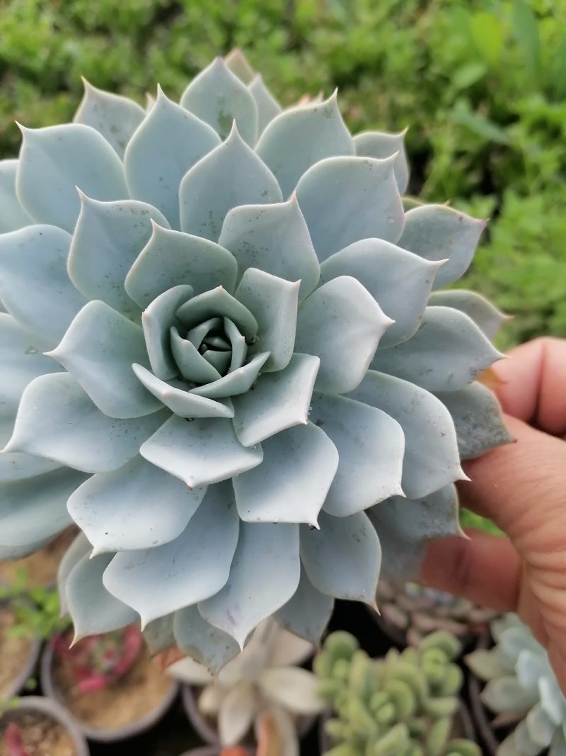 多肉植物吸财树