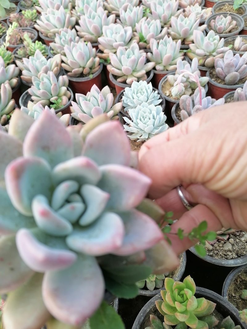 多肉植物吸财树