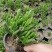 多肉植物吸财树