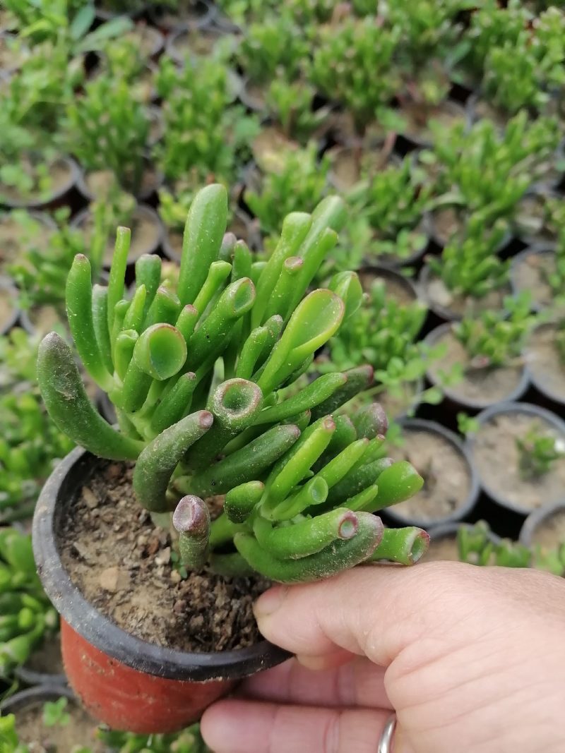 多肉植物吸财树