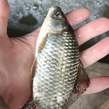 鲫鱼