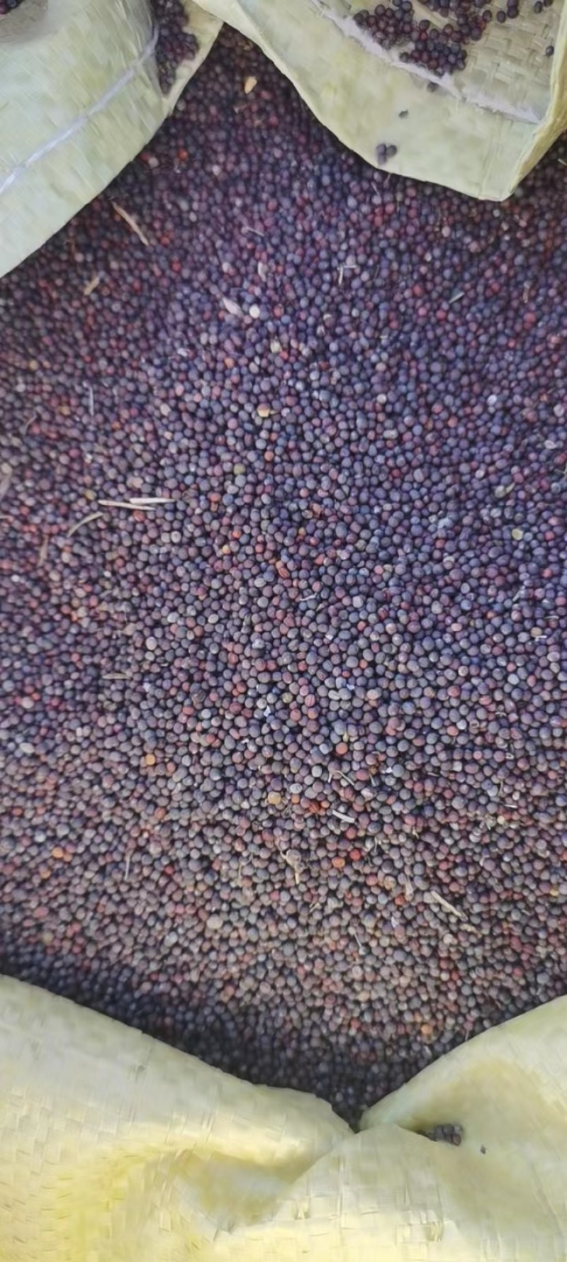 青海湖油菜籽