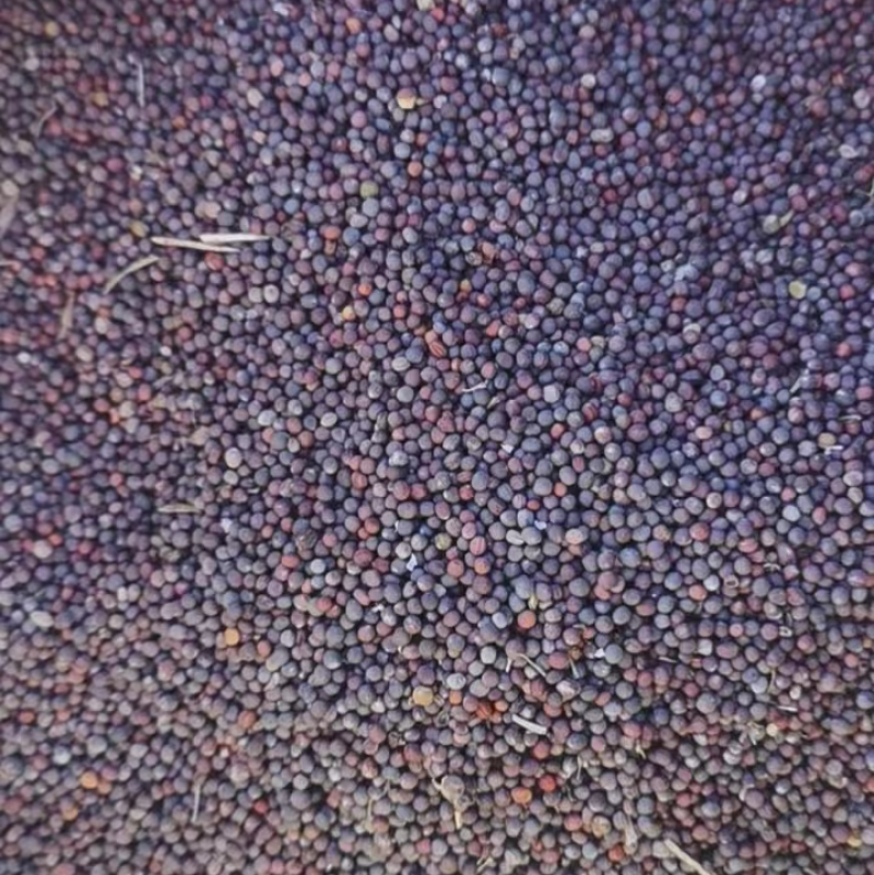 青海湖油菜籽