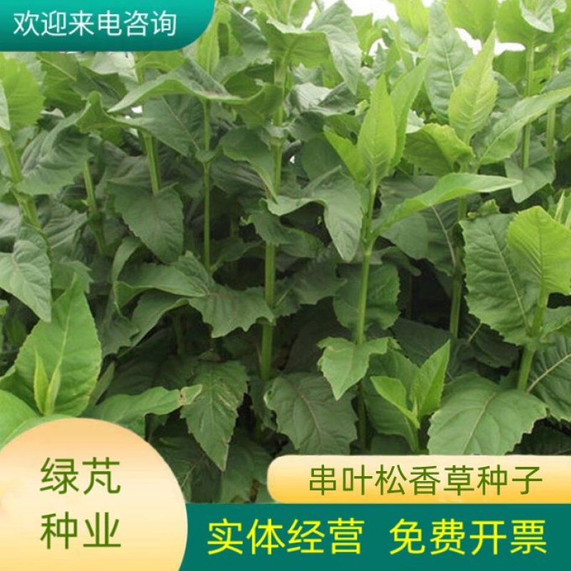 串叶松香草种子多年生猪牛羊食用华夏中华神菊教授菊香槟种子