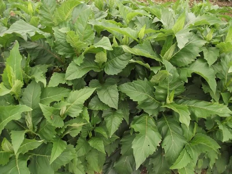 串叶松香草种子多年生猪牛羊食用华夏中华神菊教授菊香槟种子