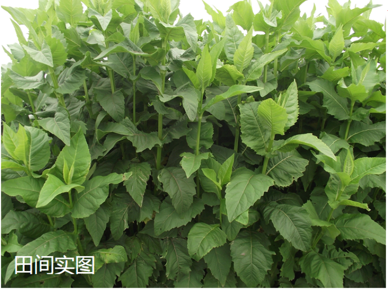 串叶松香草种子多年生猪牛羊食用华夏中华神菊教授菊香槟种子
