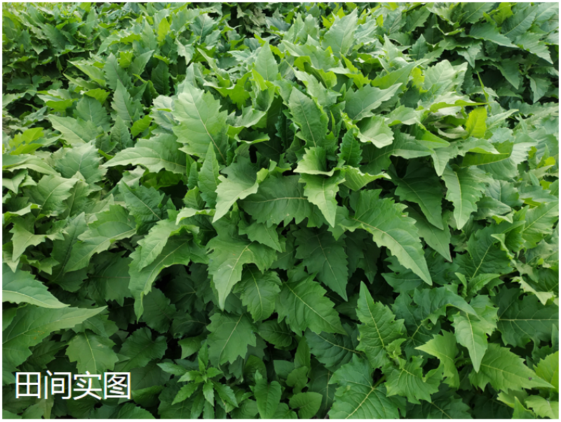 串叶松香草种子多年生猪牛羊食用华夏中华神菊教授菊香槟种子