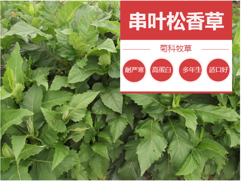 串叶松香草种子多年生猪牛羊食用华夏中华神菊教授菊香槟种子