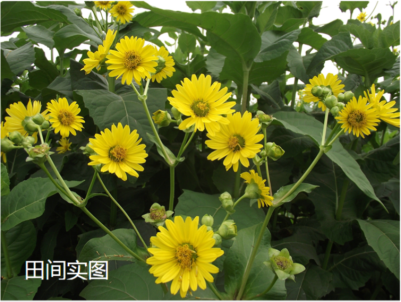 串叶松香草种子多年生猪牛羊食用华夏中华神菊教授菊香槟种子