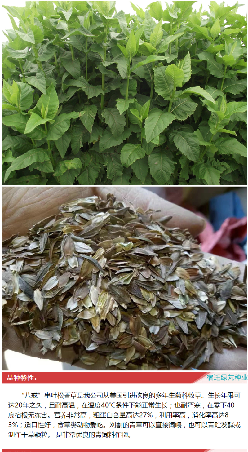 串叶松香草种子多年生猪牛羊食用华夏中华神菊教授菊香槟种子
