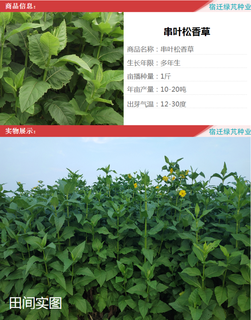 串叶松香草种子多年生猪牛羊食用华夏中华神菊教授菊香槟种子
