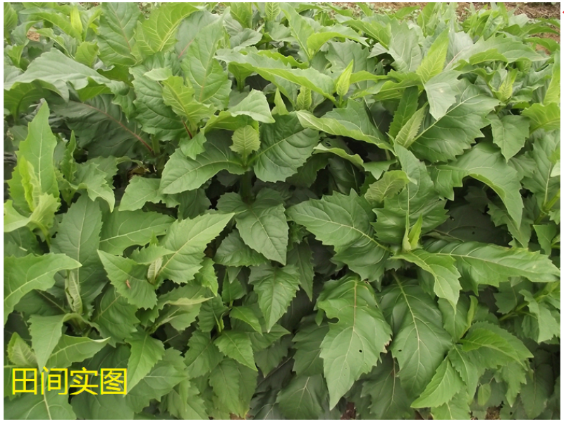 串叶松香草种子多年生猪牛羊食用华夏中华神菊教授菊香槟种子