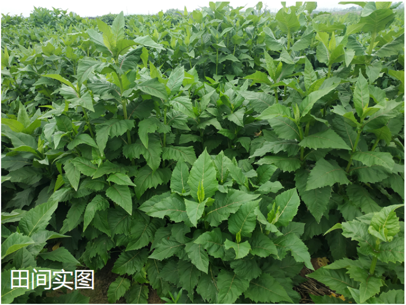 串叶松香草种子多年生猪牛羊食用华夏中华神菊教授菊香槟种子