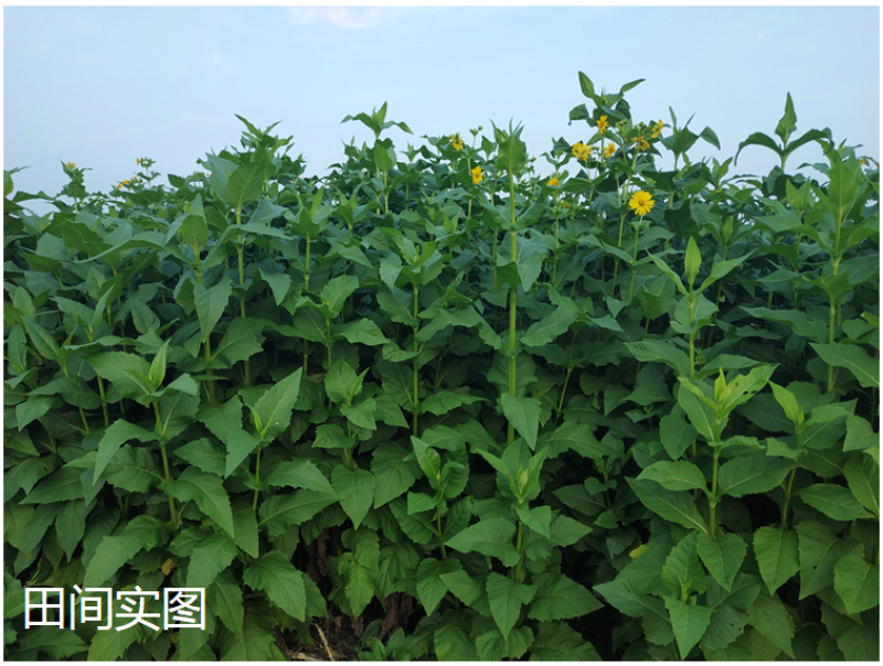 串叶松香草种子多年生猪牛羊食用华夏中华神菊教授菊香槟种子