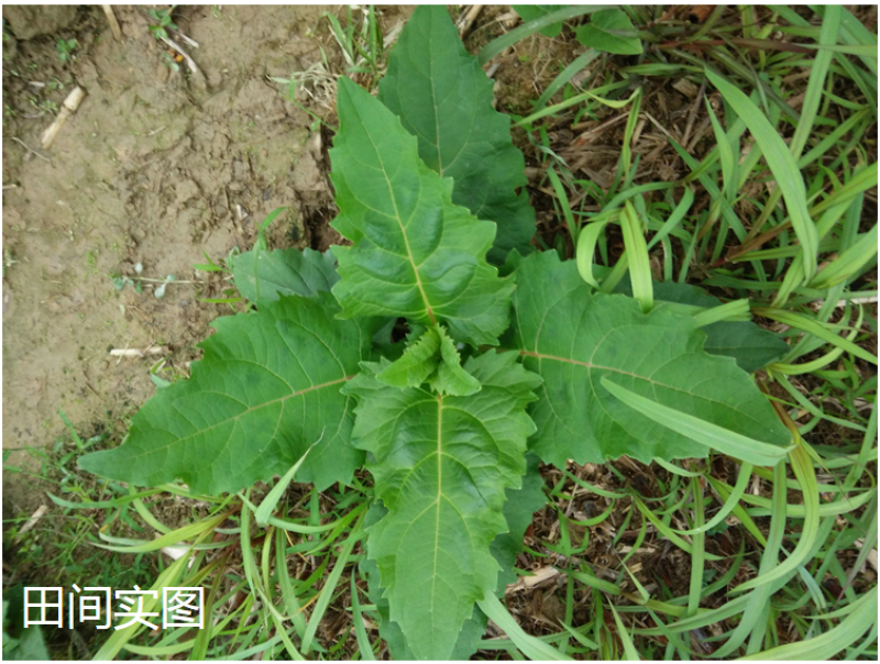 串叶松香草种子多年生猪牛羊食用华夏中华神菊教授菊香槟种子
