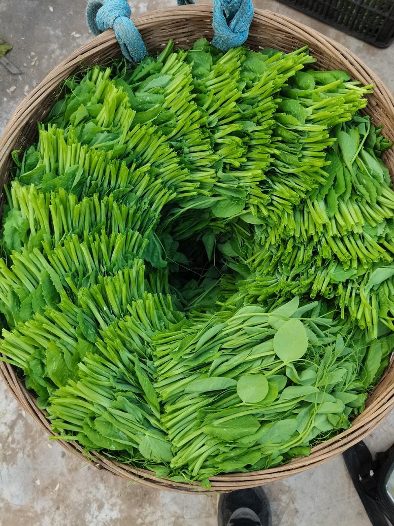 精品豌豆尖长期稳定供应，支持各种包装。