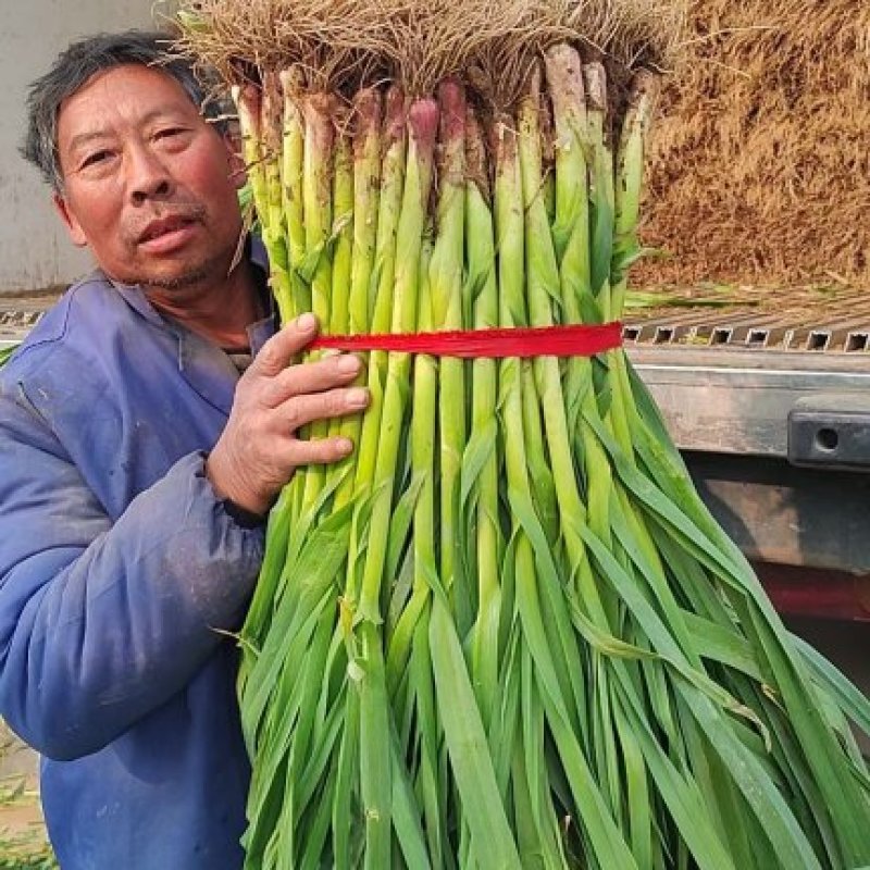 红根蒜苗45~50cm产地直发全国发货保质保量实惠