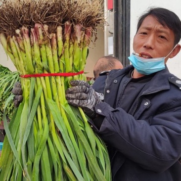红根蒜苗产地货源充足发货全国每天发货五十吨欢迎您来实地洽